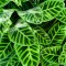 How to grow and care for Calathea