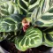 Calatheas verzorgen – Soigner Calatheas - I Love My Garden