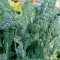 How to grow and care for Cavolo Nero