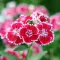 How to grow and care for Dianthus