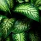 dieffenbachia