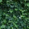 English Ivy