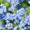 How to Grow and Care for Forget-Me-Not flowers