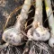garlic growing
