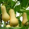 How to grow butternut squash 