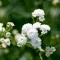 How to grow Gypsophila (Baby Breath) 