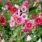 How to grow and care for Hollyhocks | Love the Garden
