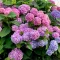 Planter et cultiver des hortensias - Planten en snoeien van hortensias- I Love My Garden