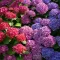 How to grow hydrangeas