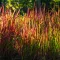 Imperata cylindrica: Planten en Verzorgen - Imperata cylindrica: Plantation et Entretien - Love the garden