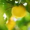 Lemon Tree