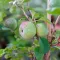 How to grow and care for an Ornamental Quince