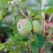 How to grow and care for an Ornamental Quince