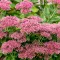 How to grow and care for Sedums | Love The Garden