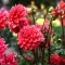 Conseils pour planter des dahlias   