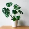 Cultiver un monstera