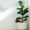 How to Grow Fiddle Leaf Figs