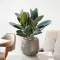 Rubber plant in a pot on the table in modern living room