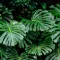 Close-up of Monstera deliciosa foliage