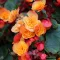 Close-up of begonia with double orange flowers and dark green leaves