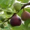  Close-up of ripe figs on fig tree branch.