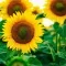 comment cultiver des tournesols