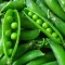 How to grow sugar snap peas