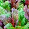 How to grow and care for Chard