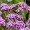 How to grow and care for Verbena 