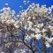 Flowering white star magnolia tree against a blue sky