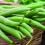 How to Grow French Beans 