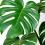 How to grow Monstera