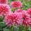 rosa Dahlien
