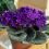 African Violet