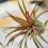 Air Plants