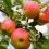 How to grow & care for apple trees