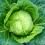 How to grow & care for cabbage