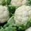 How to grow & care for cauliflower