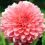 How to grow dahlia