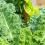 How to grow kale
