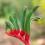 how to grow Kangaroo Paw