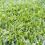 How To Grow & Care For Kikuyu Lawn