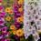 verschiedenfarbige Fingerhut Blumen mit Biene