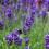 Lavendelblüten mit Hummel