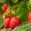 Erdbeeren pflanzen