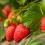 How to grow strawberries | Love the Garden