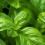 basilicum planten