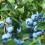 How to grow blueberries