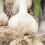 Knoblauch anbauen
