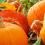 How to grow pumpkins